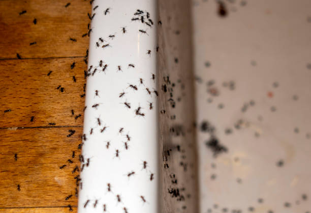 Reliable Coronita, CA Pest Control Solutions
